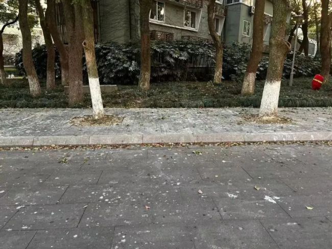 高校“天降鸟屎之路”引争议，有人写了篇论文！