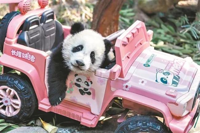 广州大熊猫妹猪大名定为妹珠