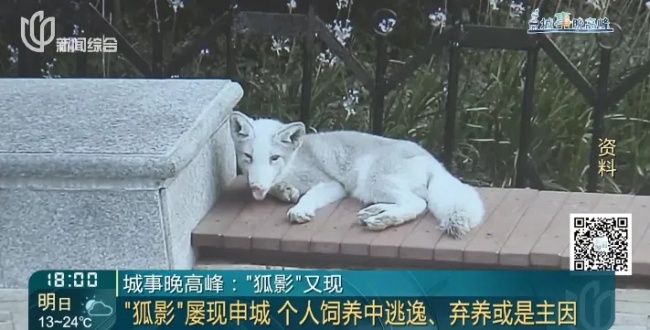 上海某小區(qū)出現(xiàn)的狐貍已死亡 居民曾人心惶惶
