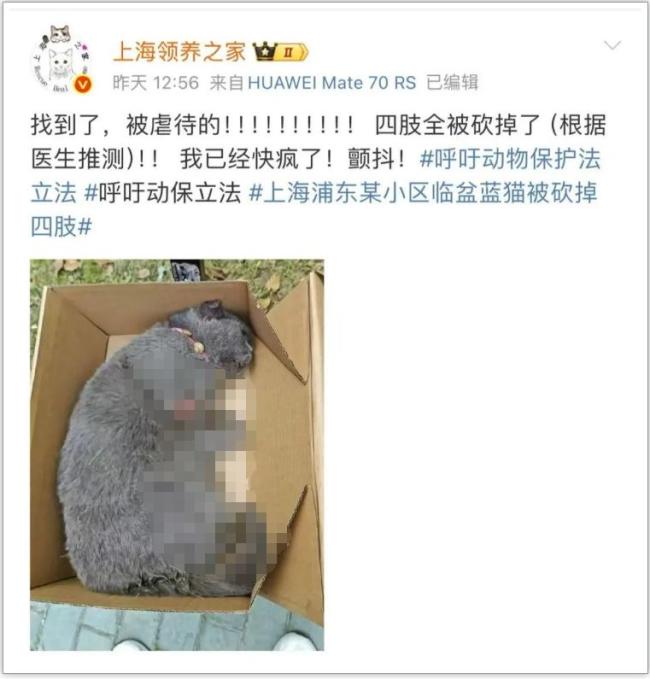 怀孕蓝猫四肢被砍 残忍事件引发关注