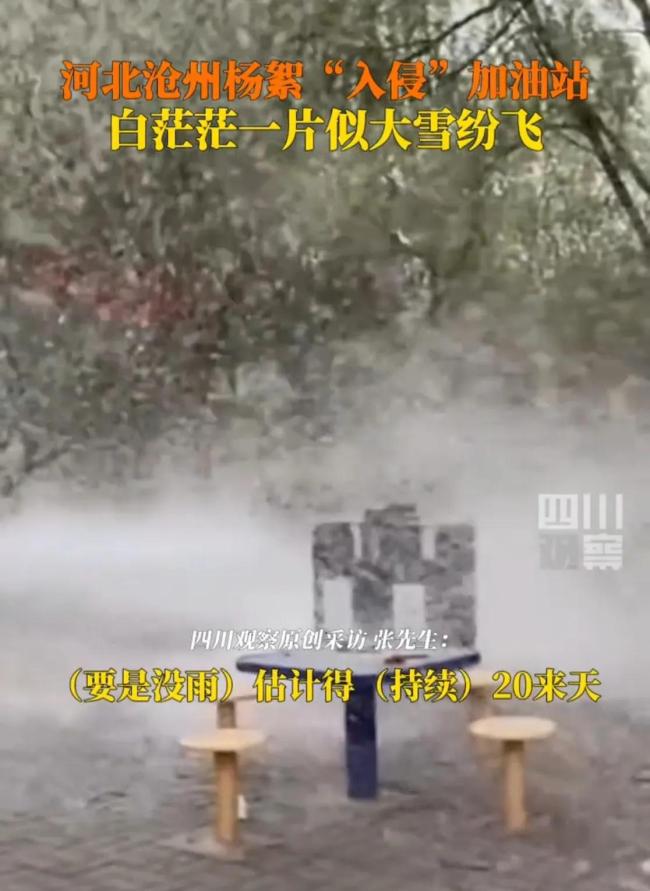 河北滄州楊絮“入侵”加油站 白色風暴引關注