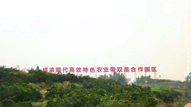 網(wǎng)友偶遇重慶榮昌區(qū)委書記晨跑 榮昌再度成為流量爆發(fā)地