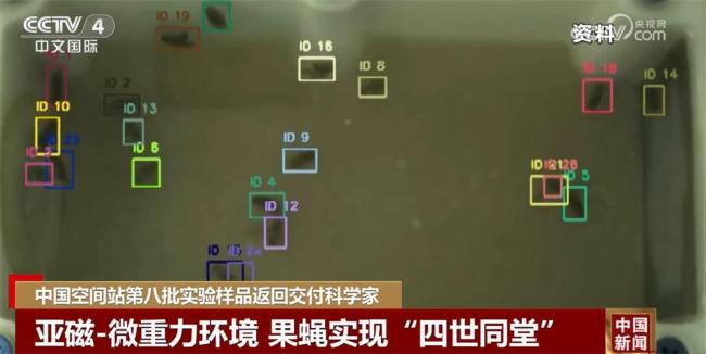 上太空的果蠅在空間站“四世同堂” 亞磁-微重力實(shí)驗(yàn)成果顯著