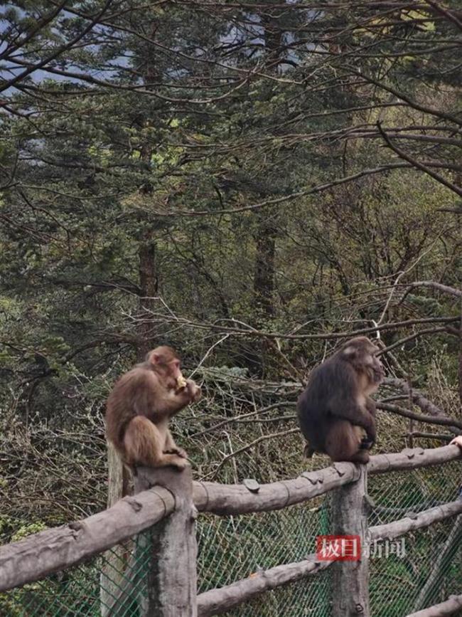 游客給猴喂食 一推一拉縱享絲滑 猴子挑食引發(fā)關注