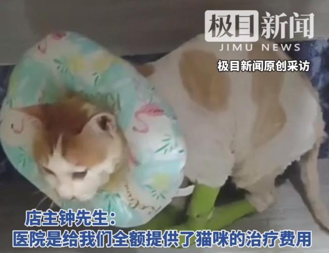 掉進火鍋貓咪因病情惡化已不治身亡