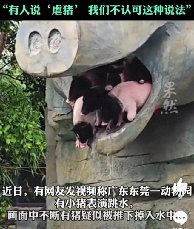 动物园“小猪跳水”表演已暂停！有人说虐猪