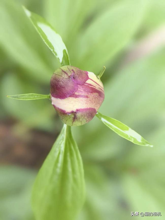 女子記錄加速版芍藥開花全過程 雖然會(huì)凋謝但來年依然陽光燦爛