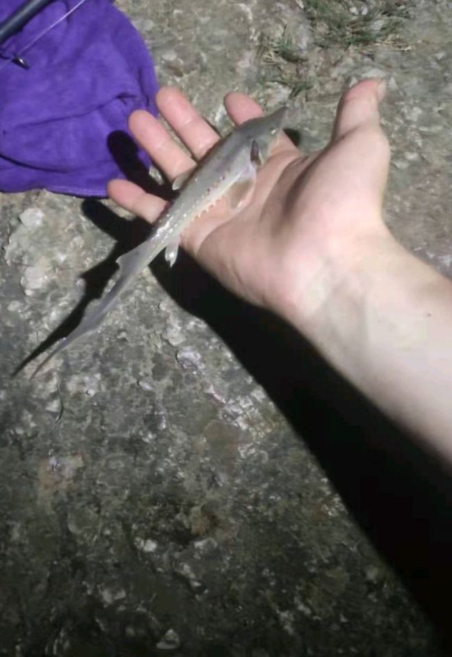 男子在海邊抓到奇怪大魚 疑似中華鱘后代