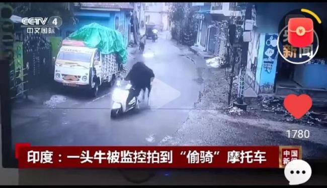印度一頭牛被拍到偷騎摩托車 意外走紅網(wǎng)絡(luò)