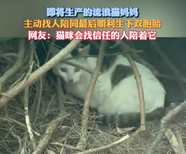 流浪貓主動找人陪著生下雙胞胎