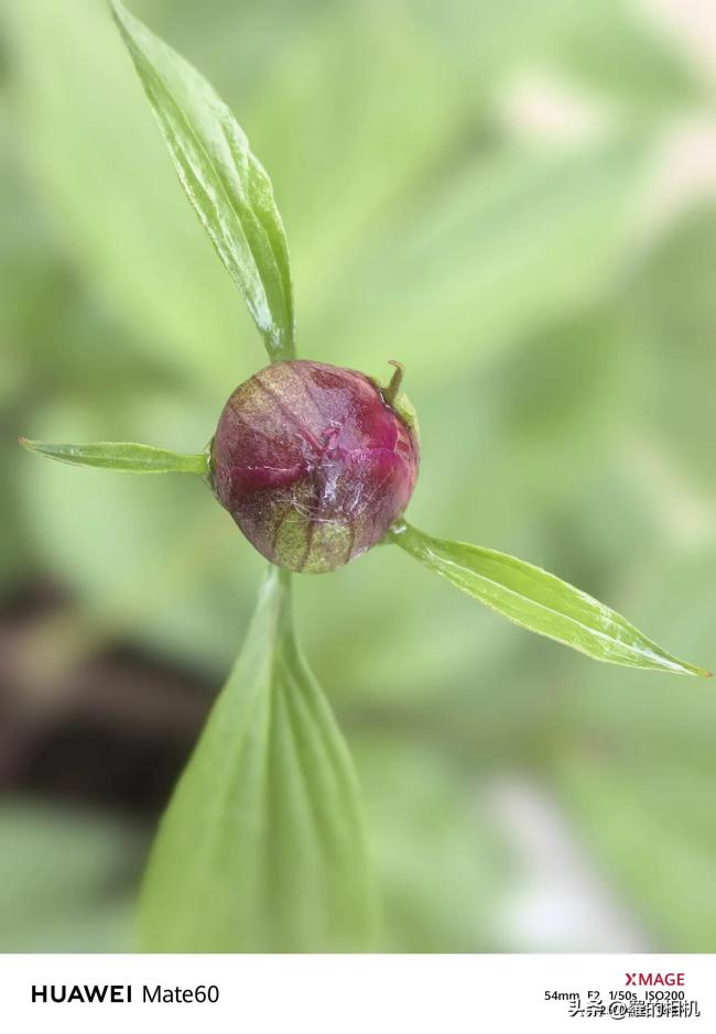 女子记录加速版芍药开花全过程 虽然会凋谢但来年依然阳光灿烂