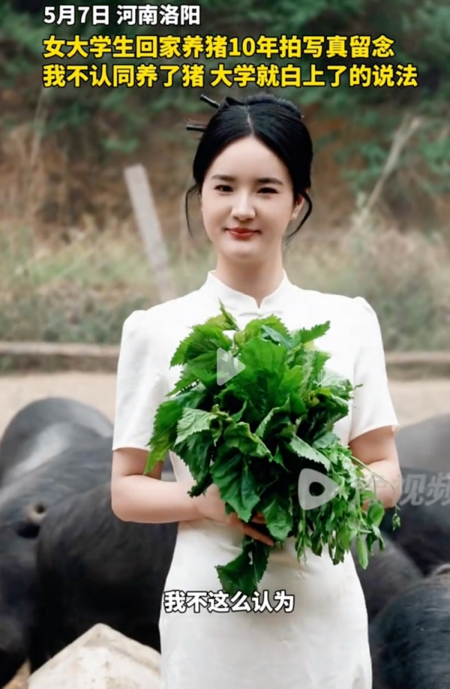 女孩穿旗袍在養(yǎng)豬場(chǎng)拍寫真
