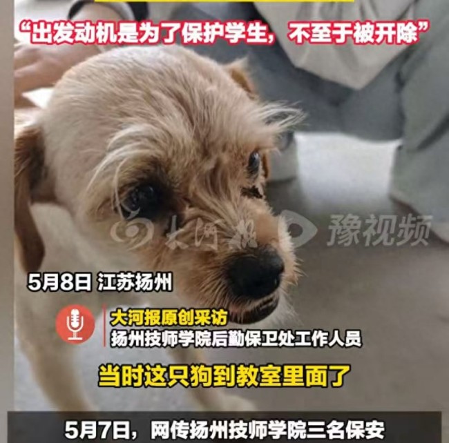 學(xué)?；貞?yīng)3名保安教室內(nèi)打死小狗 保護學(xué)生為主