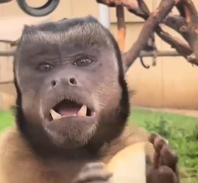 合肥野生動物園一猴子丑出圈 保育員稱其實(shí)很可愛