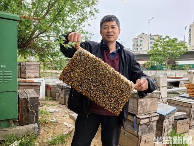 58歲養(yǎng)蜂人追花40年每年奔波2000公里