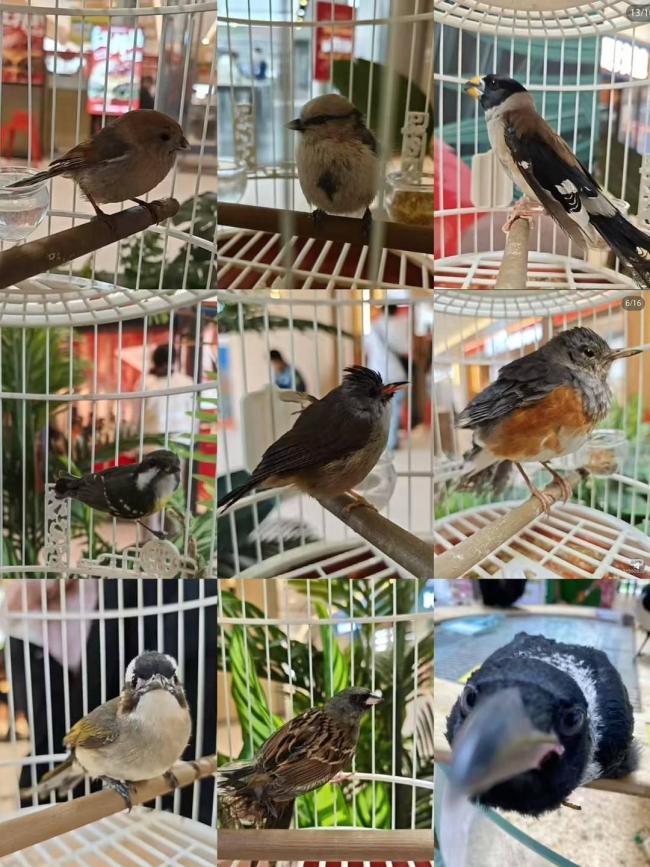 濟(jì)南鳥展被指違規(guī)展出多種珍貴野鳥 網(wǎng)民質(zhì)疑非法獵捕