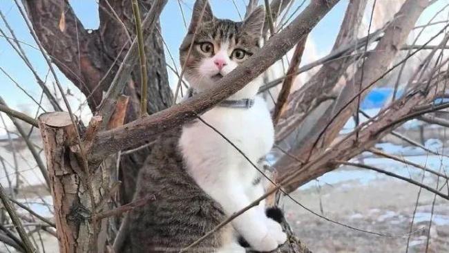 悟空死因系誤食嚙齒類動物