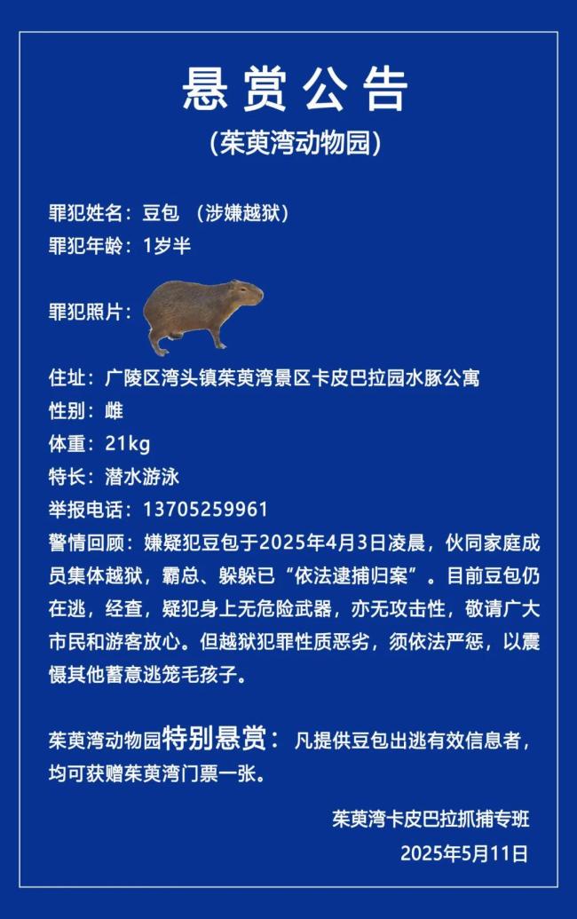 卡皮巴拉出逃40天 動(dòng)物園發(fā)懸賞公告 豆包仍在流浪