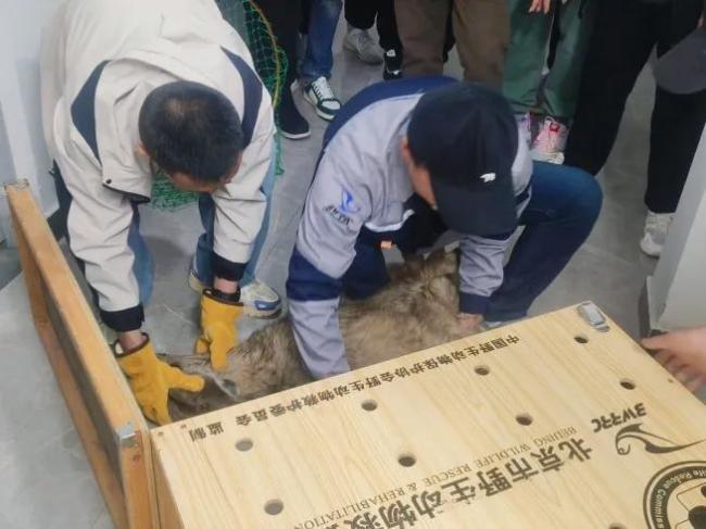 北京一小區(qū)地下車庫,，驚現(xiàn)神秘“來客”中華斑羚,！罕見現(xiàn)身豐臺
