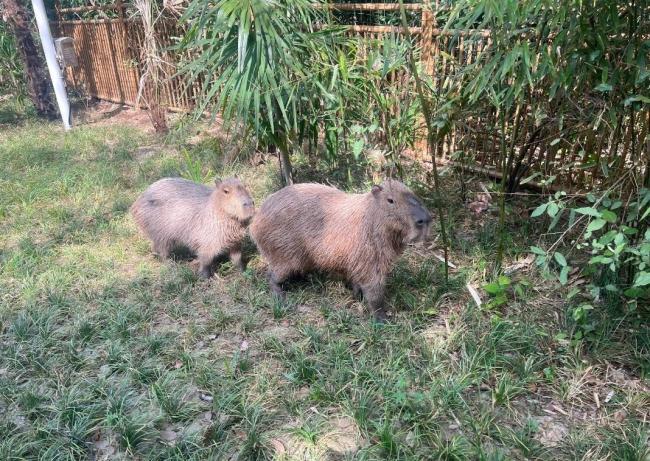 動物園回應(yīng)懸賞通緝越獄卡皮巴拉 追捕大戲進(jìn)行中