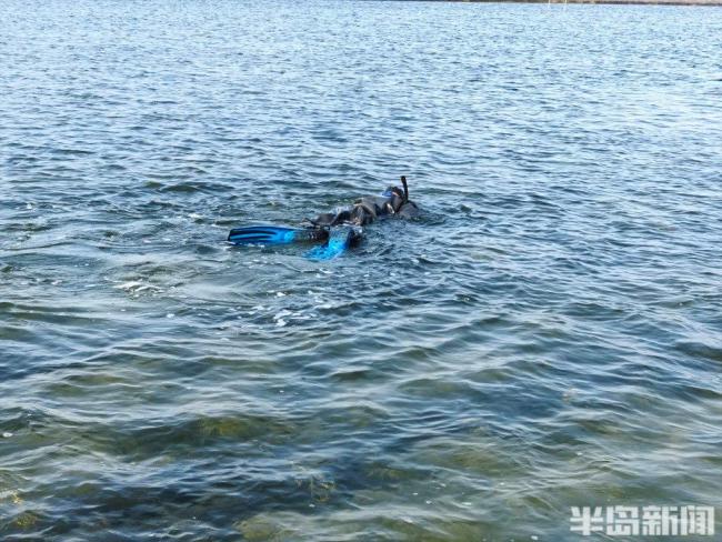 山東即墨萬(wàn)畝海參開(kāi)捕 價(jià)格創(chuàng)三年新低
