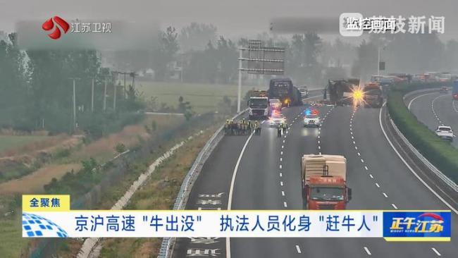 高速“牛出沒”執(zhí)法人員處置 深夜驚險趕牛記