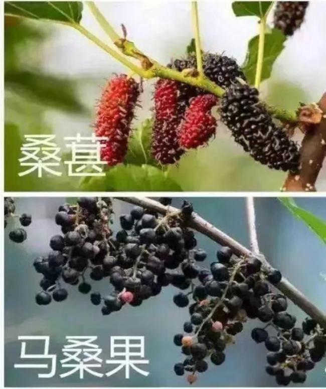 男子食用野桑葚被送搶救室 腹瀉高燒引發(fā)關(guān)注