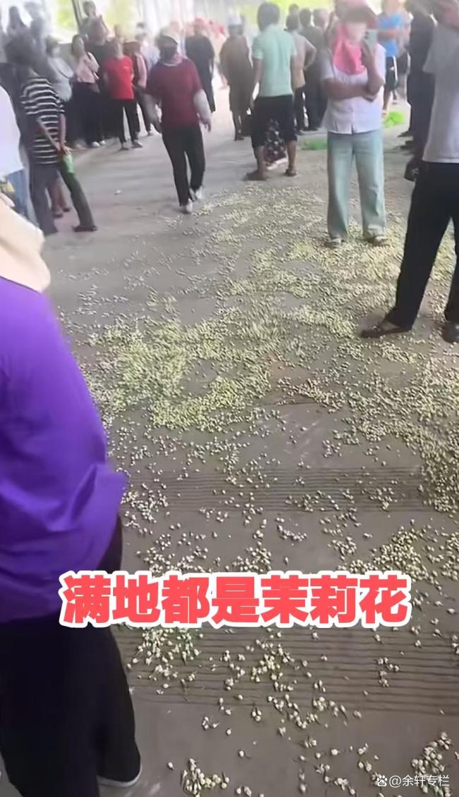 廣西女子倒掉本要賣的茉莉花 無(wú)奈之舉背后的辛酸