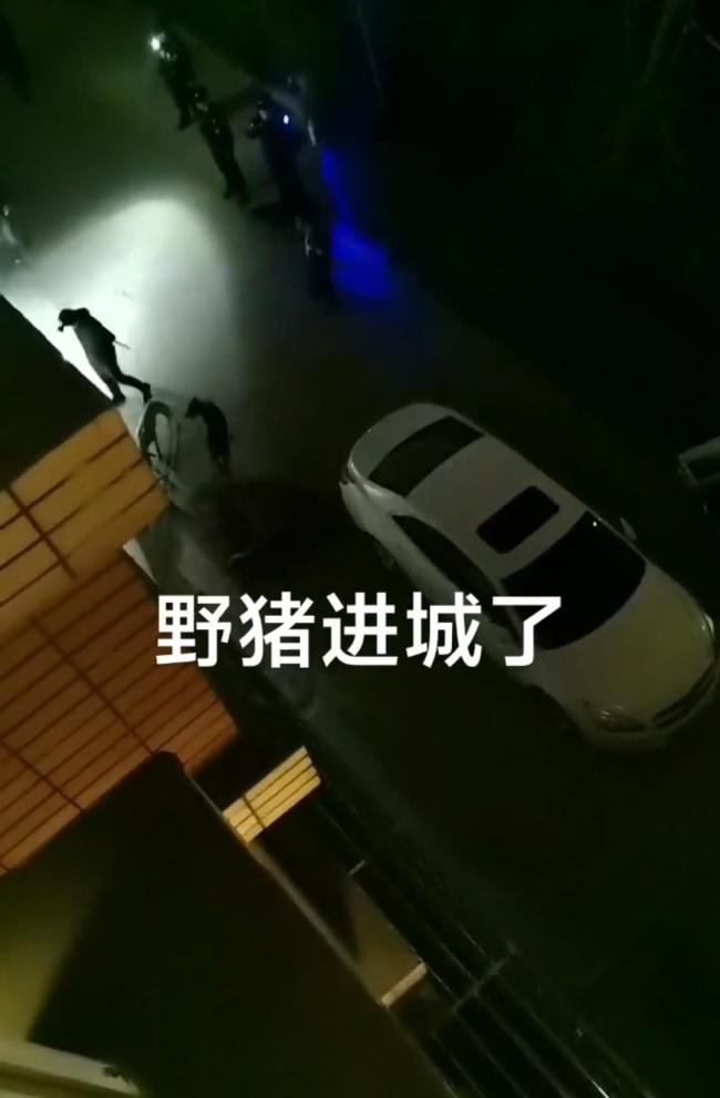 遼寧一頭野豬跑進(jìn)小區(qū)亂竄 警民聯(lián)手成功捕獲