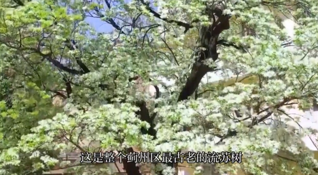 天津薊州發(fā)現(xiàn)流蘇樹