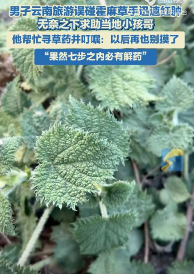 男子旅游誤碰霍麻草手迅速紅腫,！小孩哥忙尋草藥：以后再也別摸了