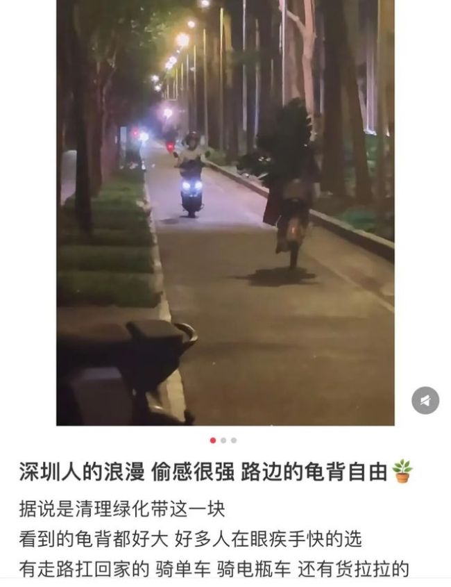 網(wǎng)傳全深圳都在綠化帶撿龜背竹 消息不實引發(fā)烏龍