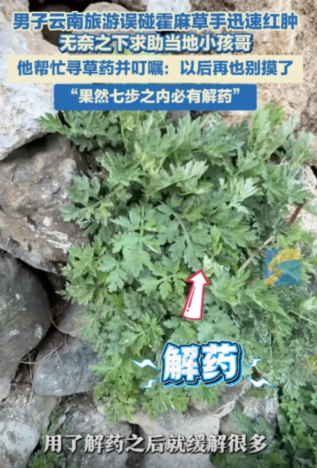 男子旅游誤碰霍麻草手迅速紅腫