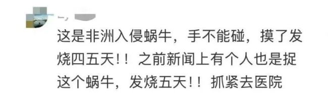 提醒,！雨后遇到這種大蝸牛千萬(wàn)別碰
