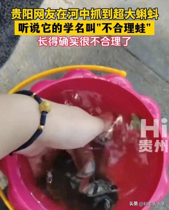 貴陽網(wǎng)友河中捕獲巨型蝌蚪