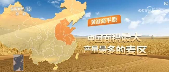 四川冬小麥進入黃金收割期 麥收地圖一覽