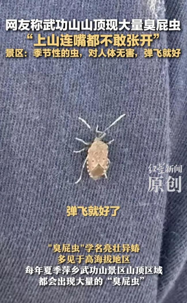 网友称武功山出现大批飞虫 震撼“虫景”引热议