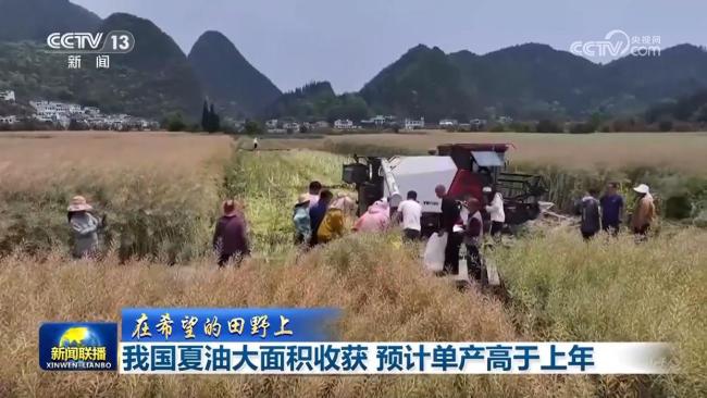 中國(guó)夏油大面積收獲 單產(chǎn)將高于上年 冬油菜單產(chǎn)有望再提升