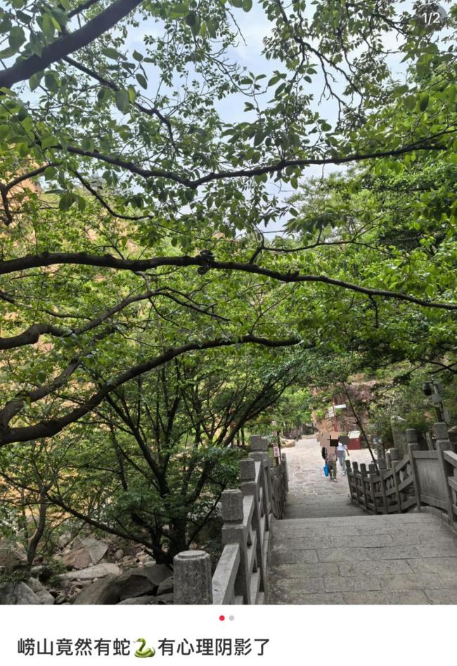 在崂山游玩遇到蛇缠树上 景区回应 已加强巡逻确保安全