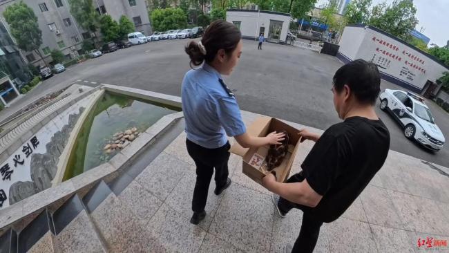 受傷猴面鷹凌晨“投奔”派出所求救 獲專業(yè)救助待放歸自然