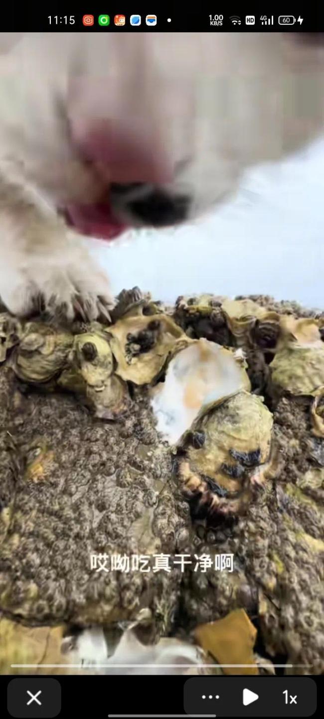 男子趕海現(xiàn)挖生蠔投喂流浪貓 新鮮美味傳遞愛心