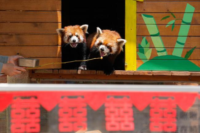 動物園在520為小熊貓羊駝辦婚禮 萌獸結婚狂潮引發(fā)游客圍觀