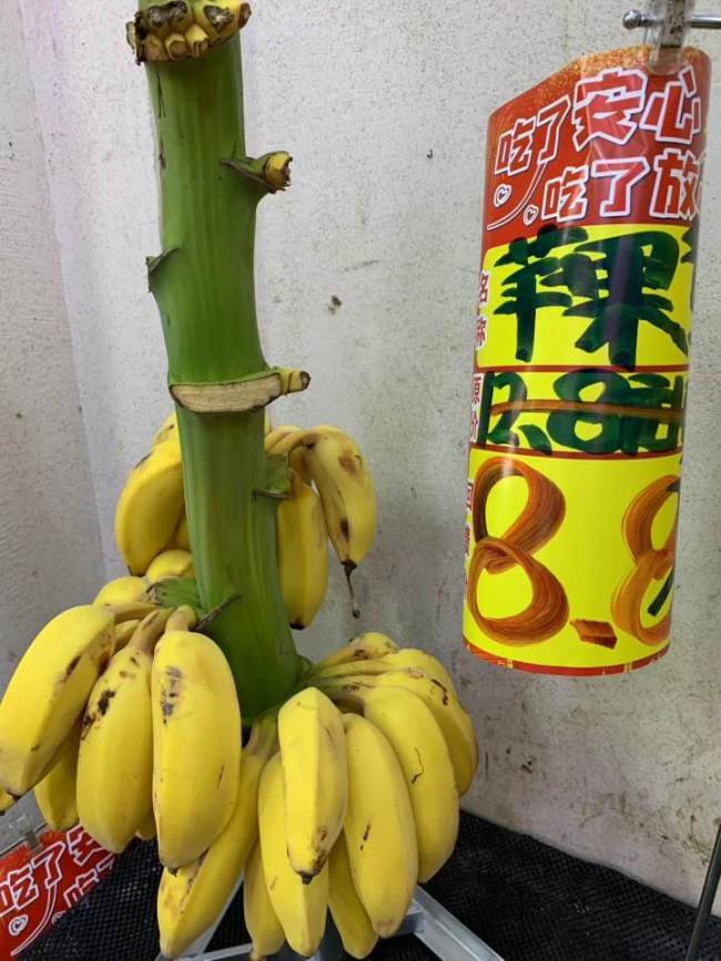 水果價(jià)格多數(shù)在降 香蕉為何貴1倍 新品種拉高價(jià)格