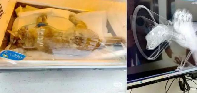 高校流浪貓被鋼珠打碎頭骨 校貓“大橘子”遇害引眾怒