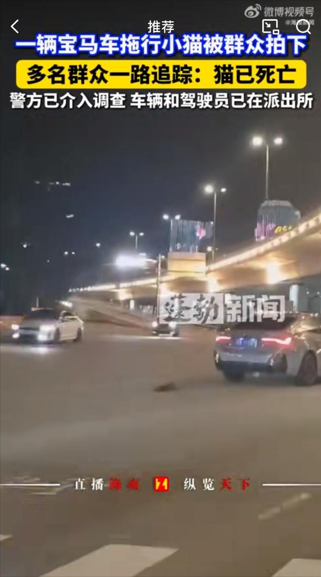 海口公安回應車輛拖行小貓 警方已介入調查