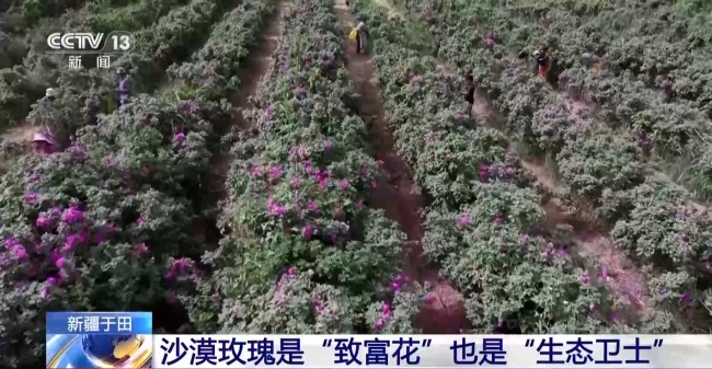 塔克拉瑪干沙漠“鎖邊合龍”時種植的玫瑰花開了