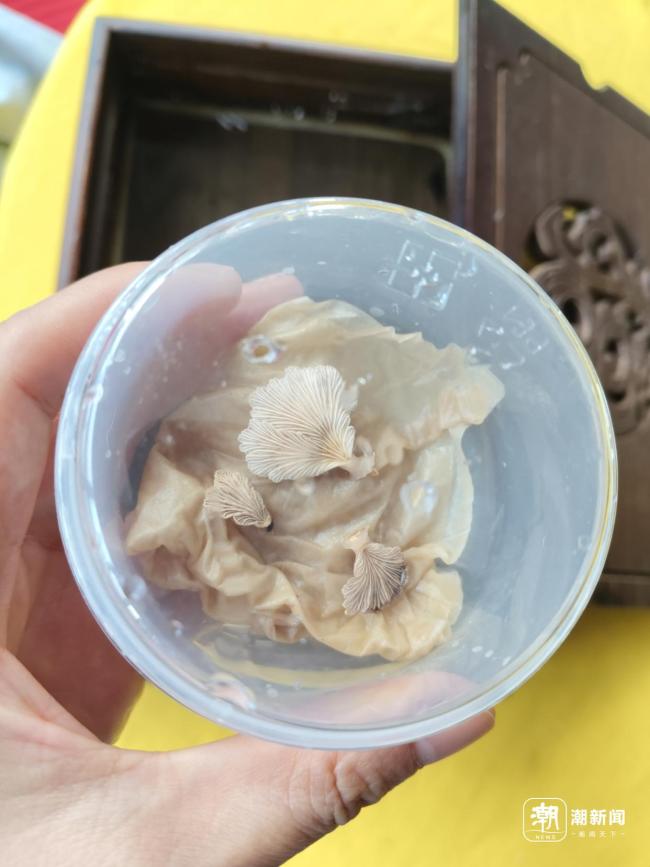 當心綠化帶蘑菇有劇毒 潮濕天氣助長毒菇生長