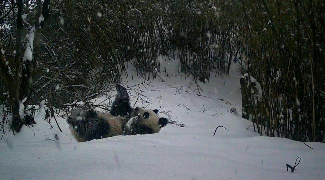 一地拍到野生大熊貓雪地打滾 母子同框互動(dòng)