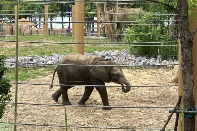 動物園回應(yīng)小象申申去世