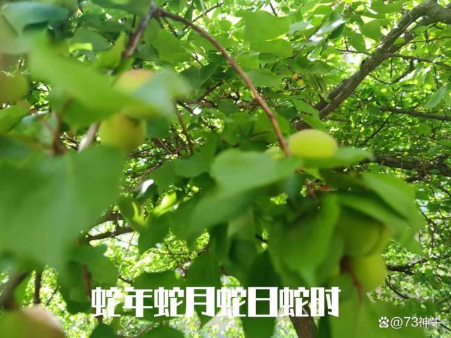 “四蛇聚首”最不能做5件事，別忘了告訴家人